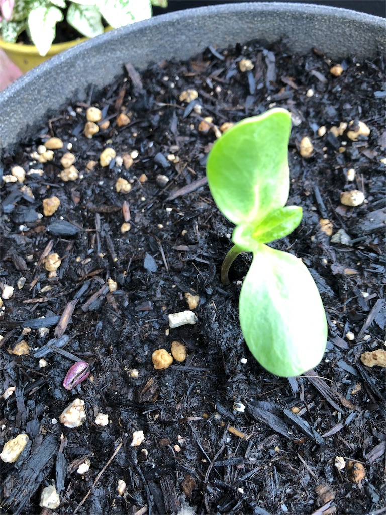 f:id:green3lk:20190703074510j:image f:id:green3lk:20190703074510j:image