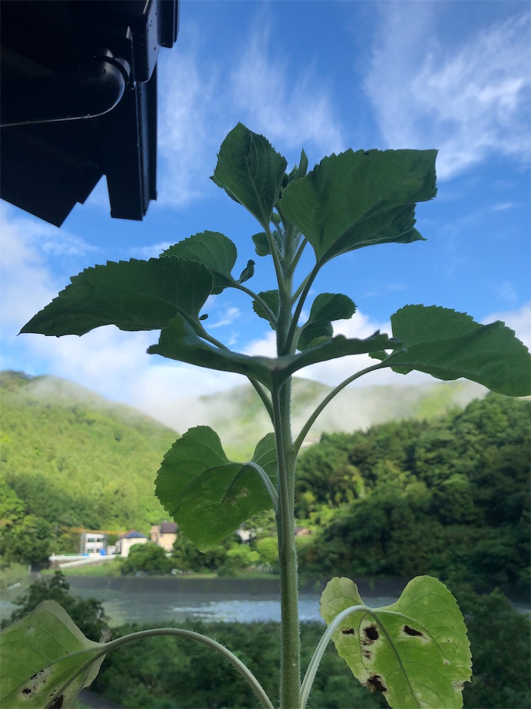 f:id:green3lk:20190703074617j:image f:id:green3lk:20190703074617j:image