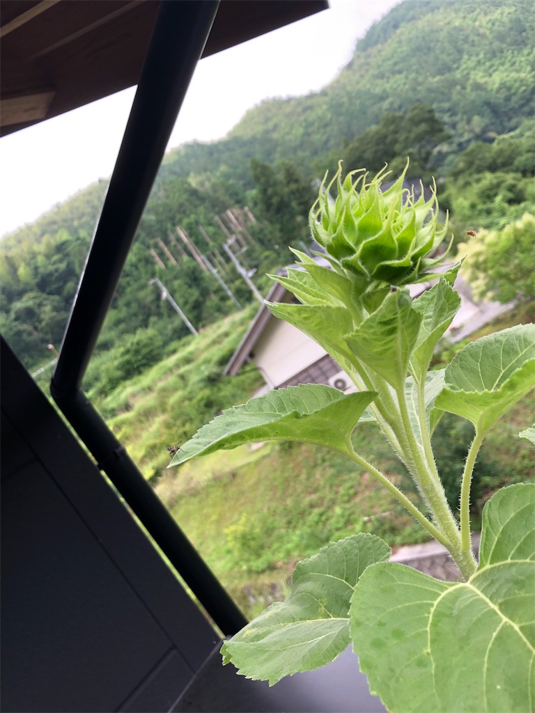 f:id:green3lk:20190703074738j:image f:id:green3lk:20190703074738j:image