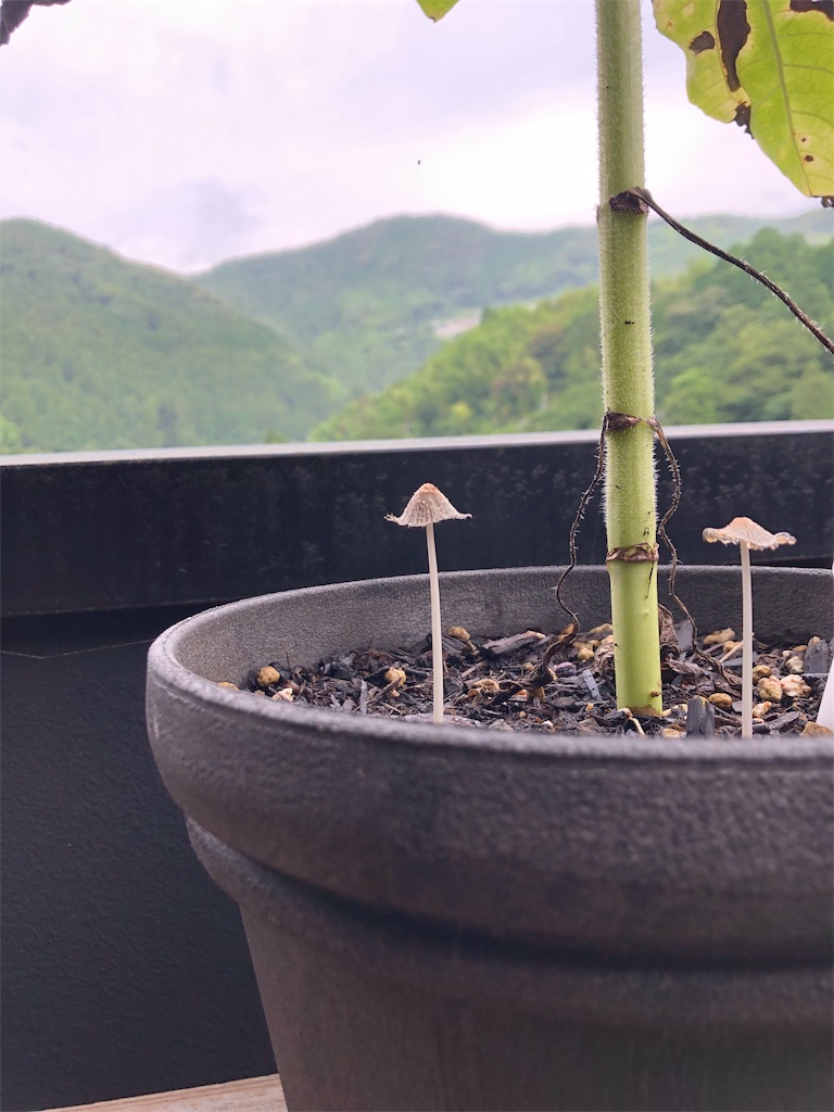 f:id:green3lk:20190703074917j:image f:id:green3lk:20190703074917j:image