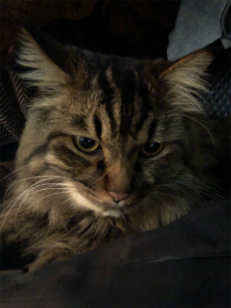 f:id:green3lk:20190707083033j:image