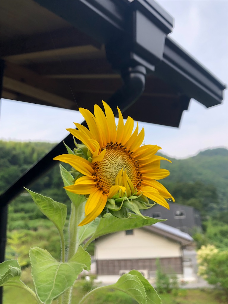 f:id:green3lk:20190708075239j:image