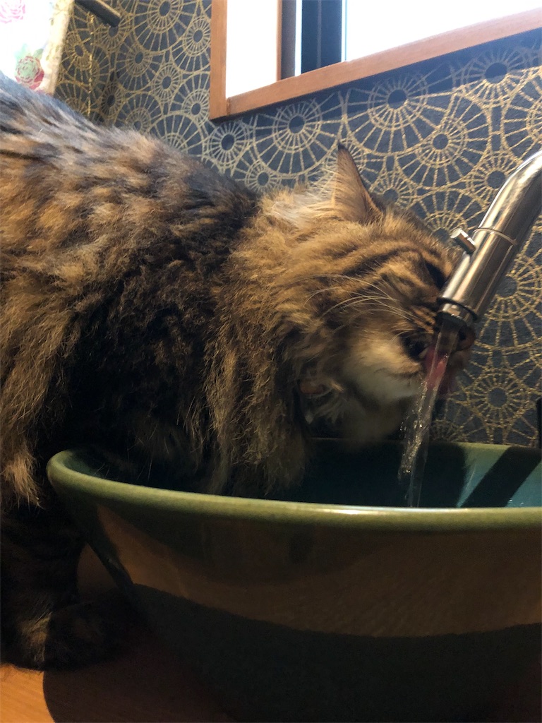 f:id:green3lk:20190708075727j:image