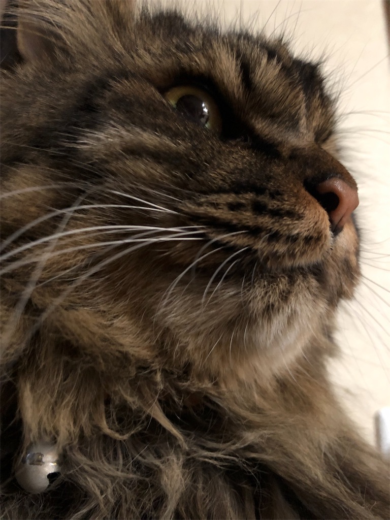 f:id:green3lk:20190711080318j:image f:id:green3lk:20190711080318j:image