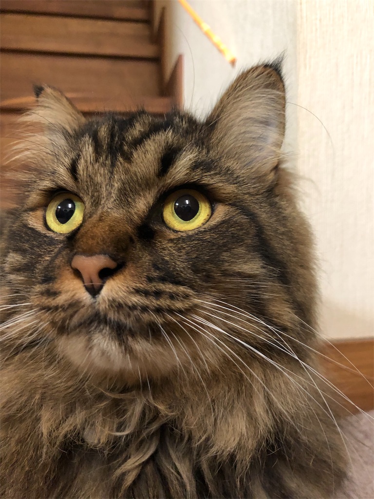 f:id:green3lk:20190712074641j:image