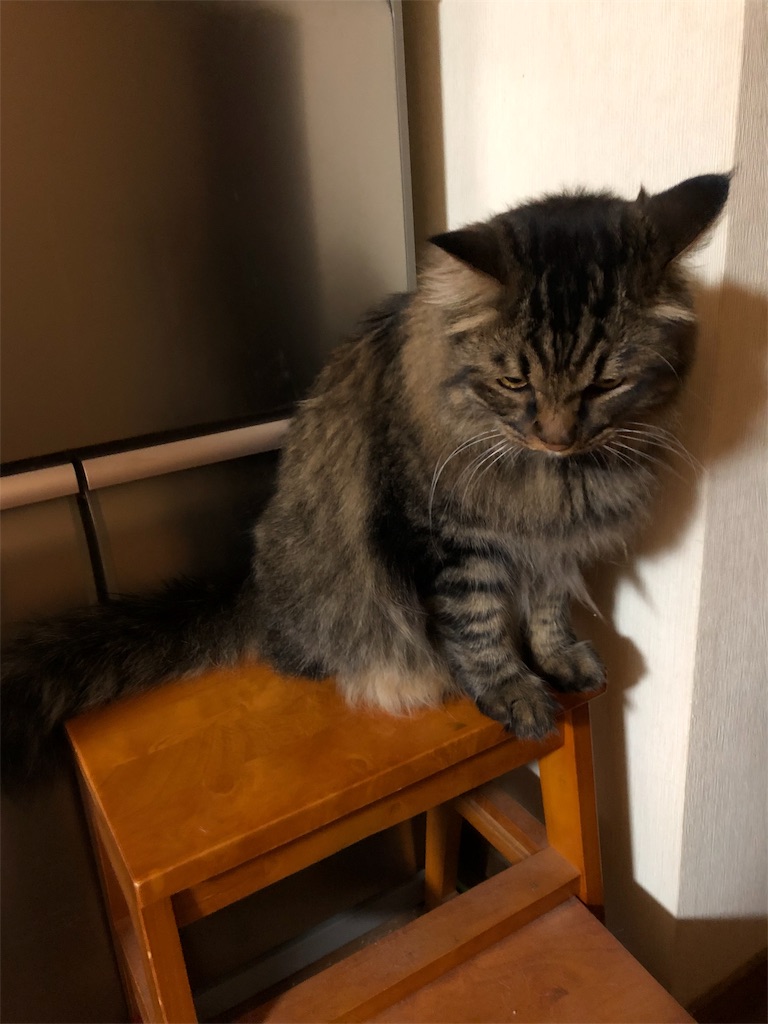 f:id:green3lk:20190716074820j:image