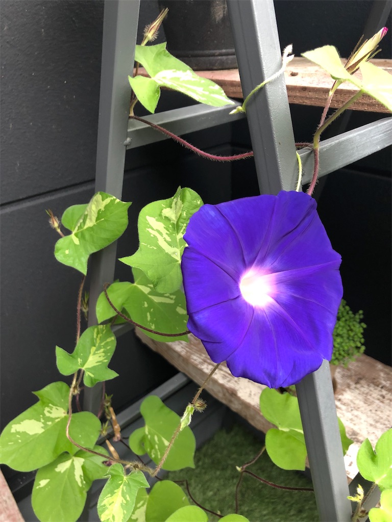 f:id:green3lk:20190720082251j:image f:id:green3lk:20190720082251j:image