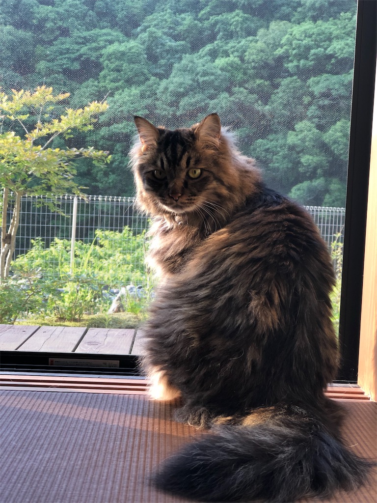 f:id:green3lk:20190731073717j:image