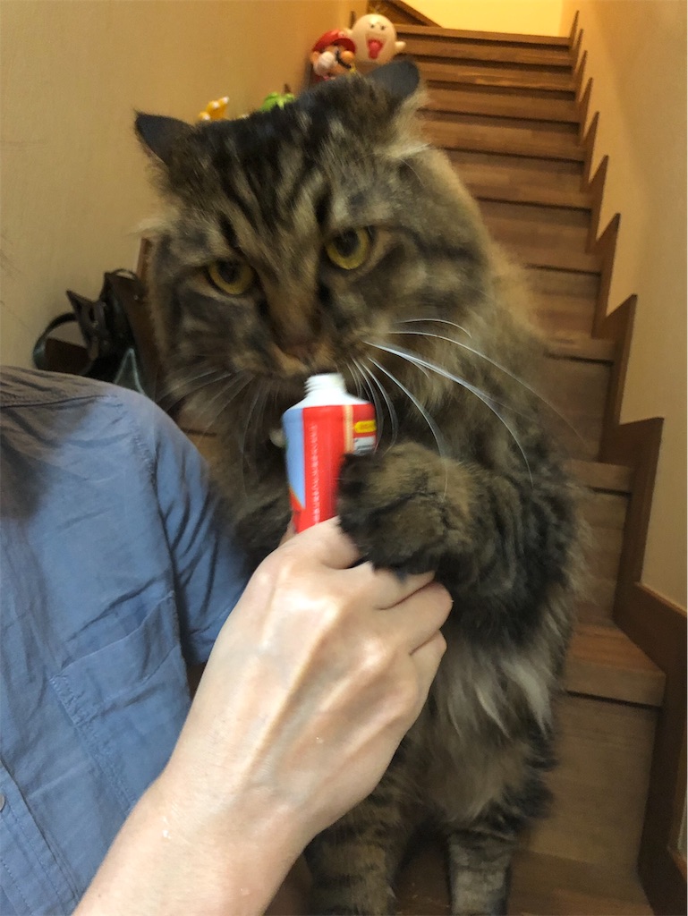 f:id:green3lk:20190731074145j:image