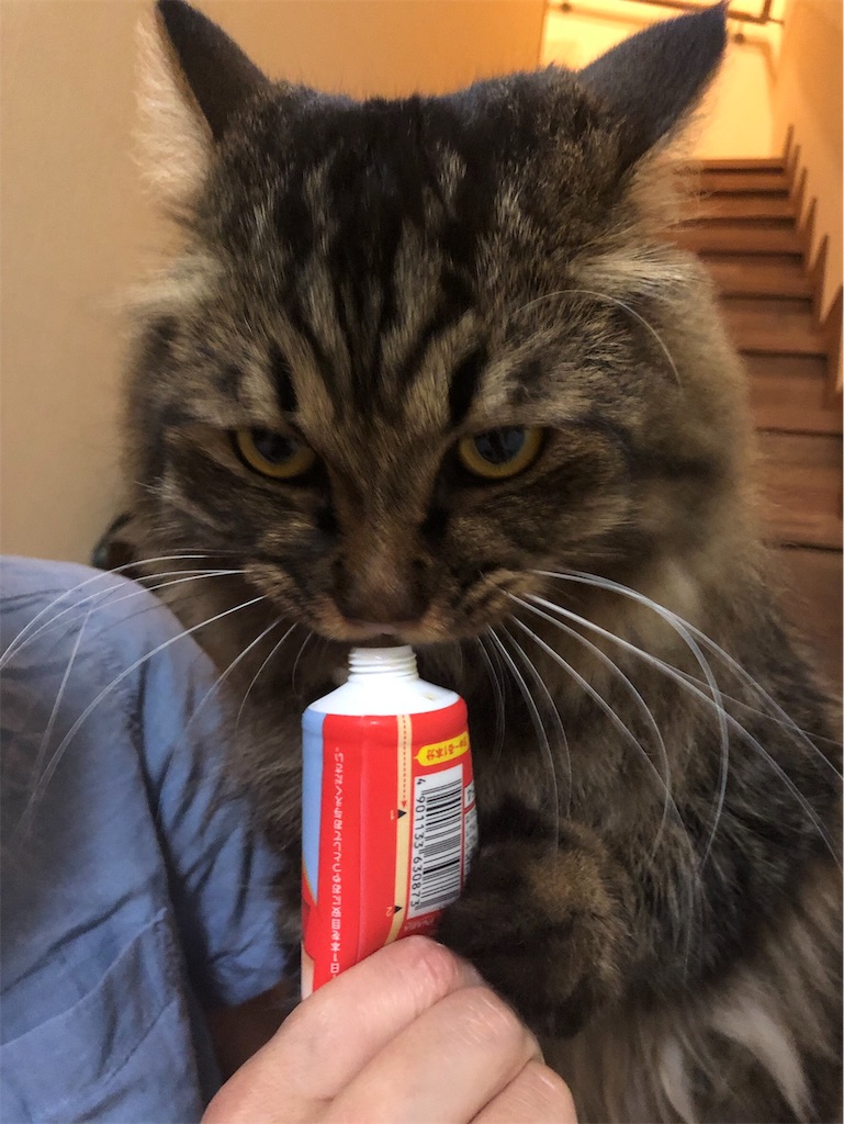 f:id:green3lk:20190731074415j:image