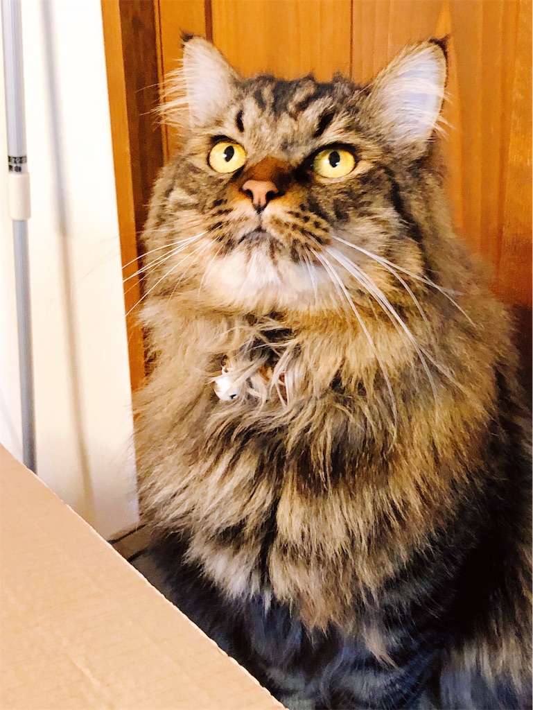 f:id:green3lk:20190812172529j:image