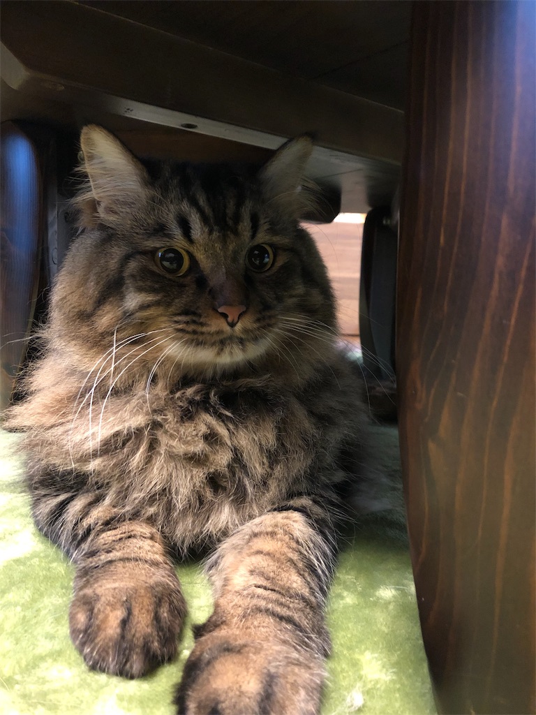 f:id:green3lk:20190815121627j:image