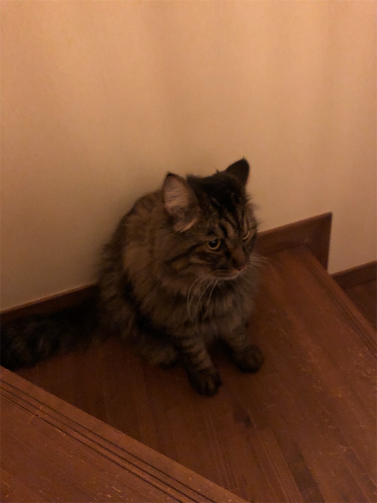 f:id:green3lk:20190819075130j:image f:id:green3lk:20190819075130j:image