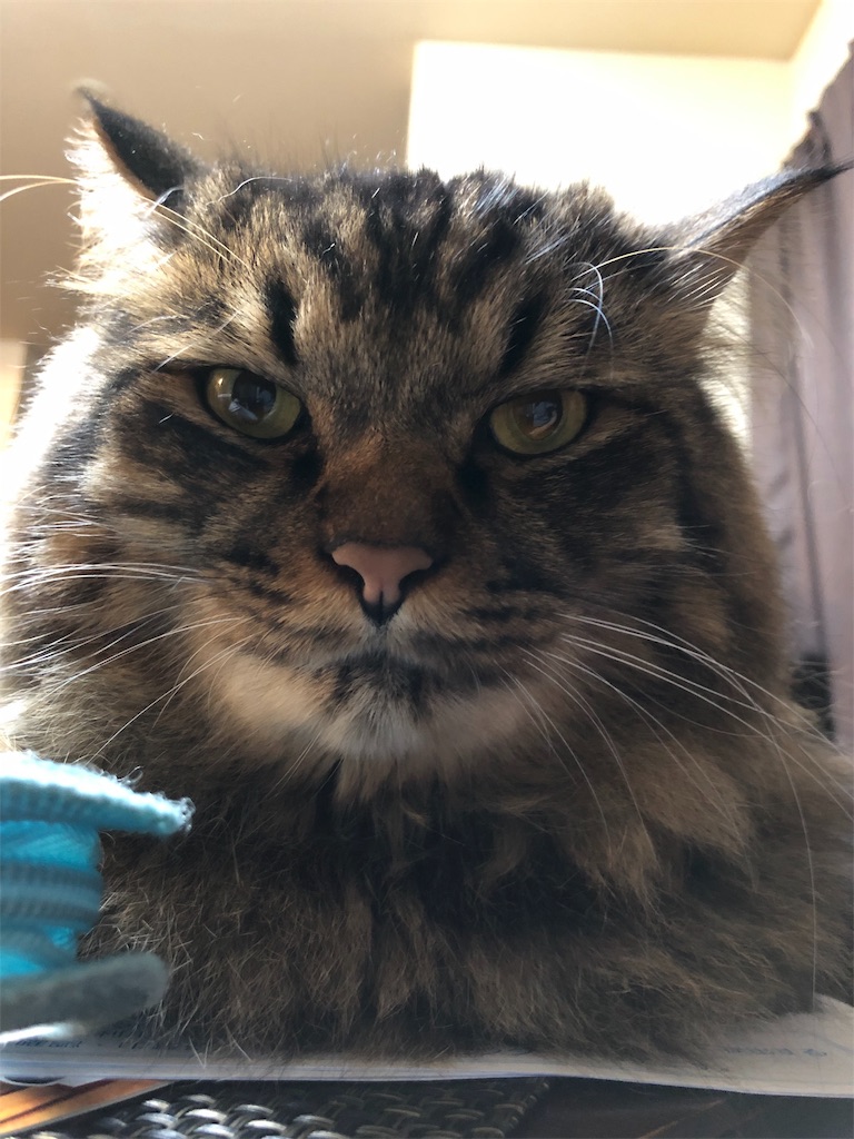 f:id:green3lk:20190905081516j:image