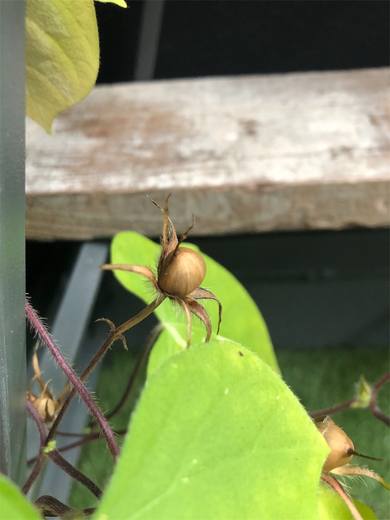 f:id:green3lk:20190908084935j:image