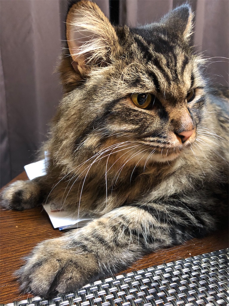 f:id:green3lk:20190908085517j:image