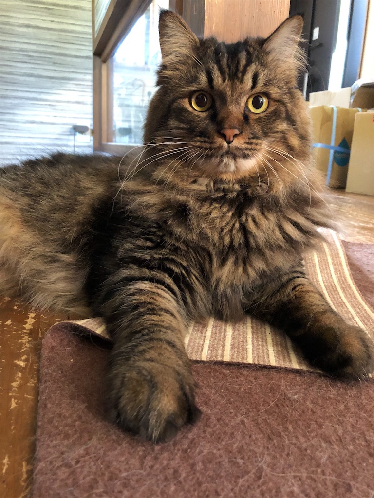 f:id:green3lk:20190916092323j:image