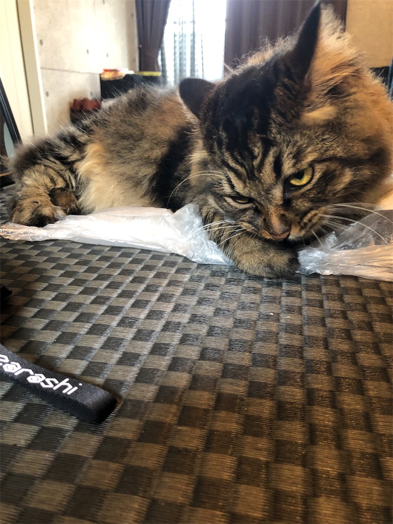 f:id:green3lk:20190921150924j:image