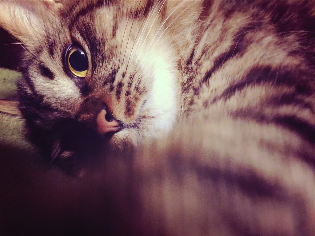 f:id:green3lk:20190928114306j:image