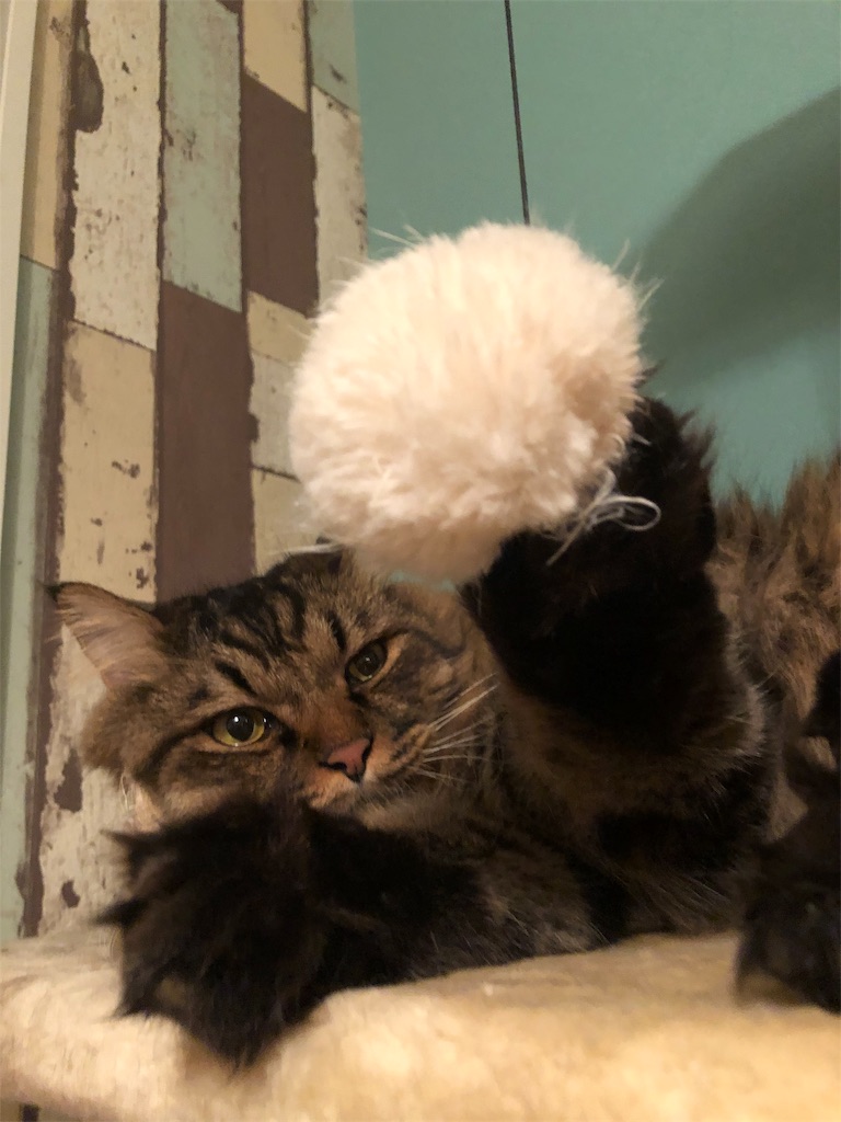 f:id:green3lk:20191004074738j:image