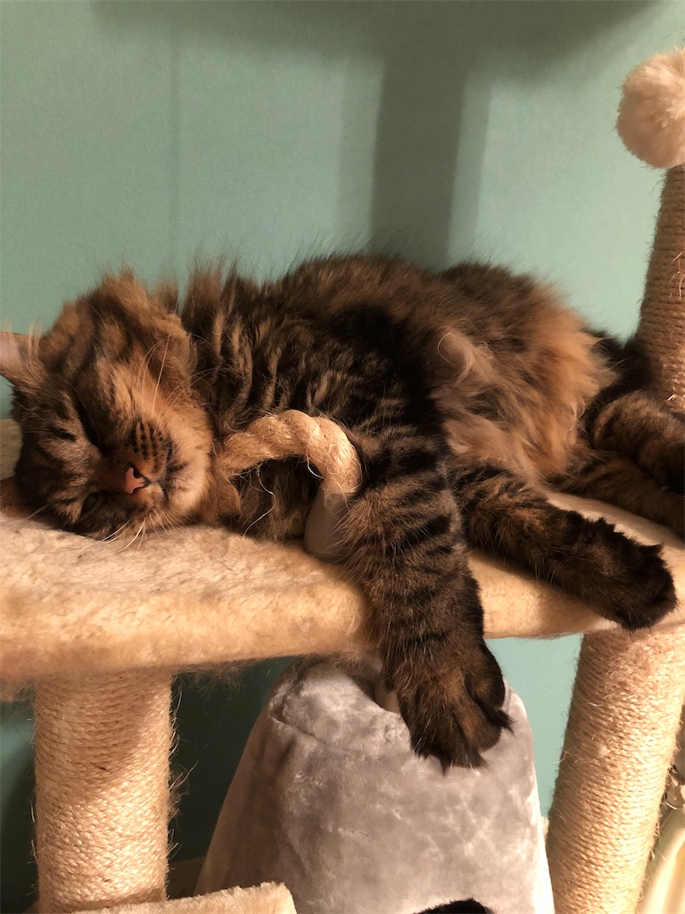 f:id:green3lk:20191004075040j:image