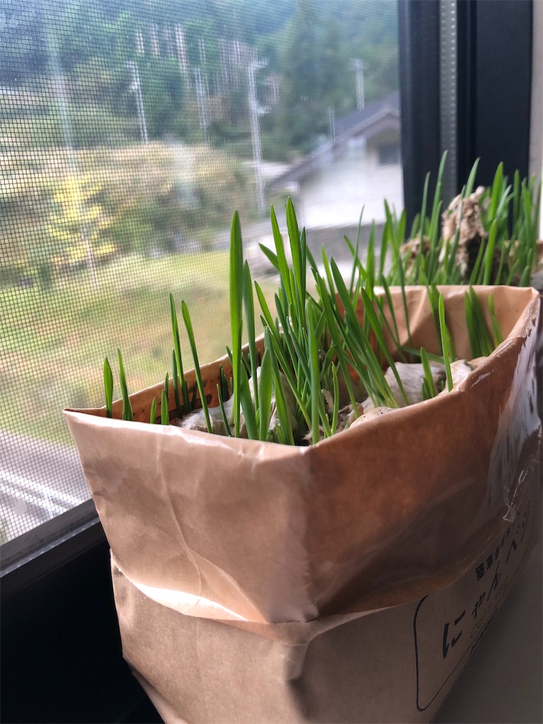 f:id:green3lk:20191017080604j:image f:id:green3lk:20191017080604j:image