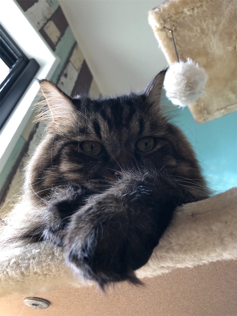 f:id:green3lk:20191027132953j:image