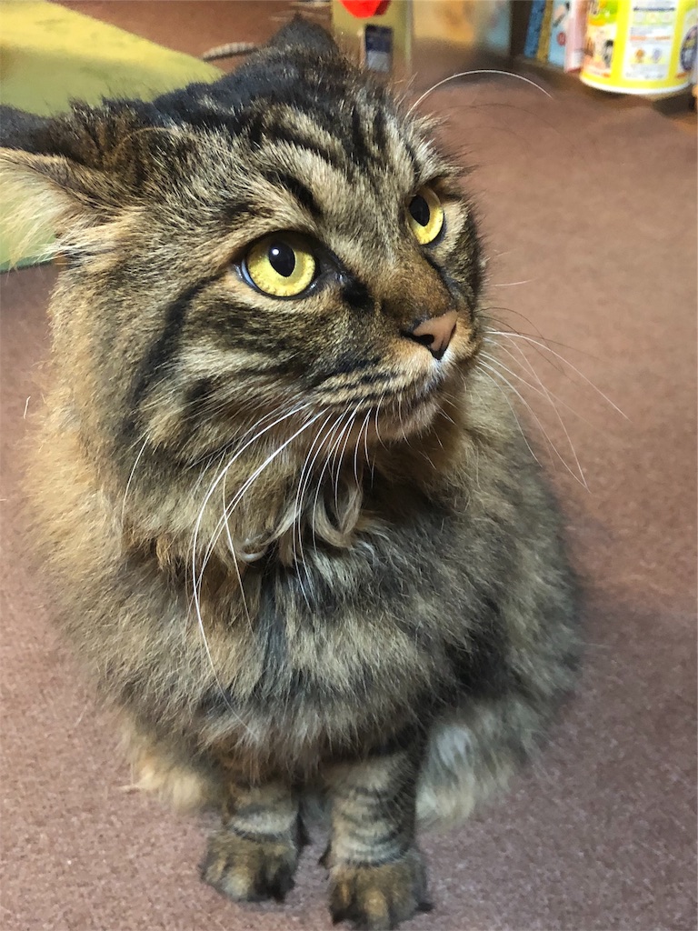 f:id:green3lk:20191106080237j:image f:id:green3lk:20191106080237j:image