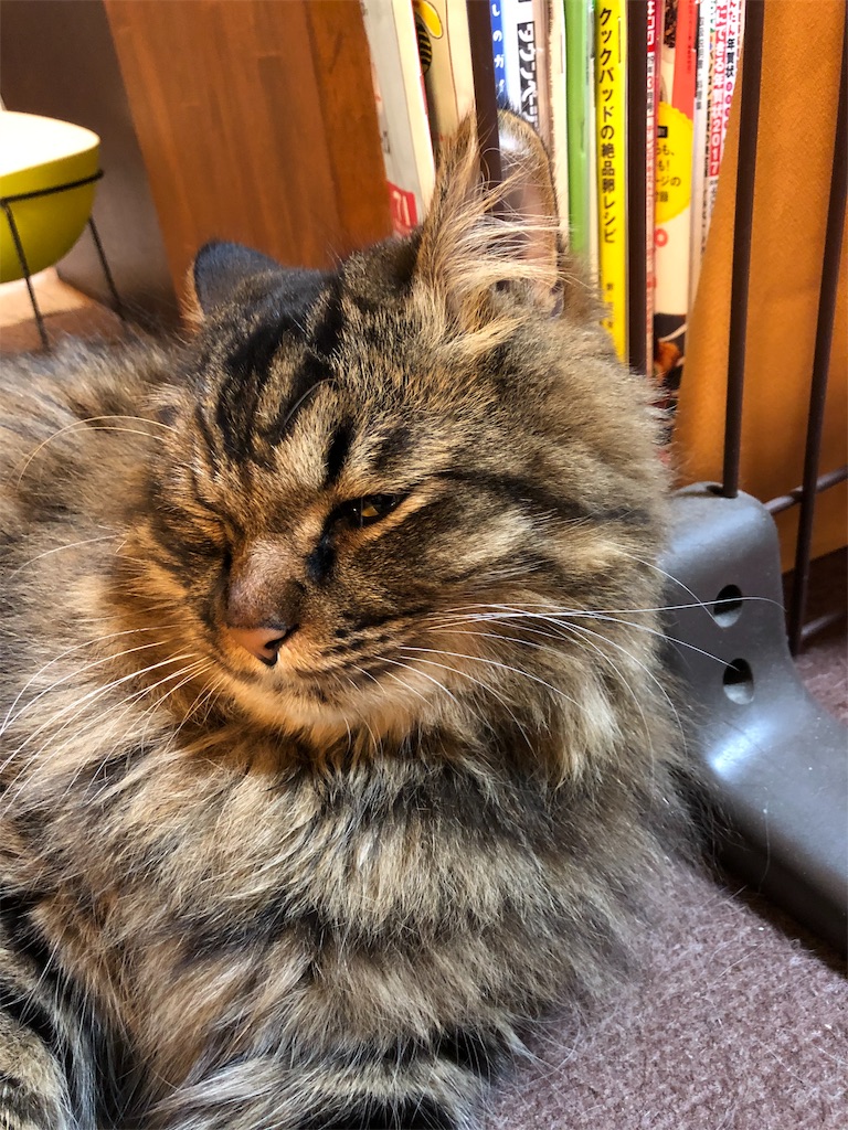f:id:green3lk:20191116081534j:image f:id:green3lk:20191116081534j:image