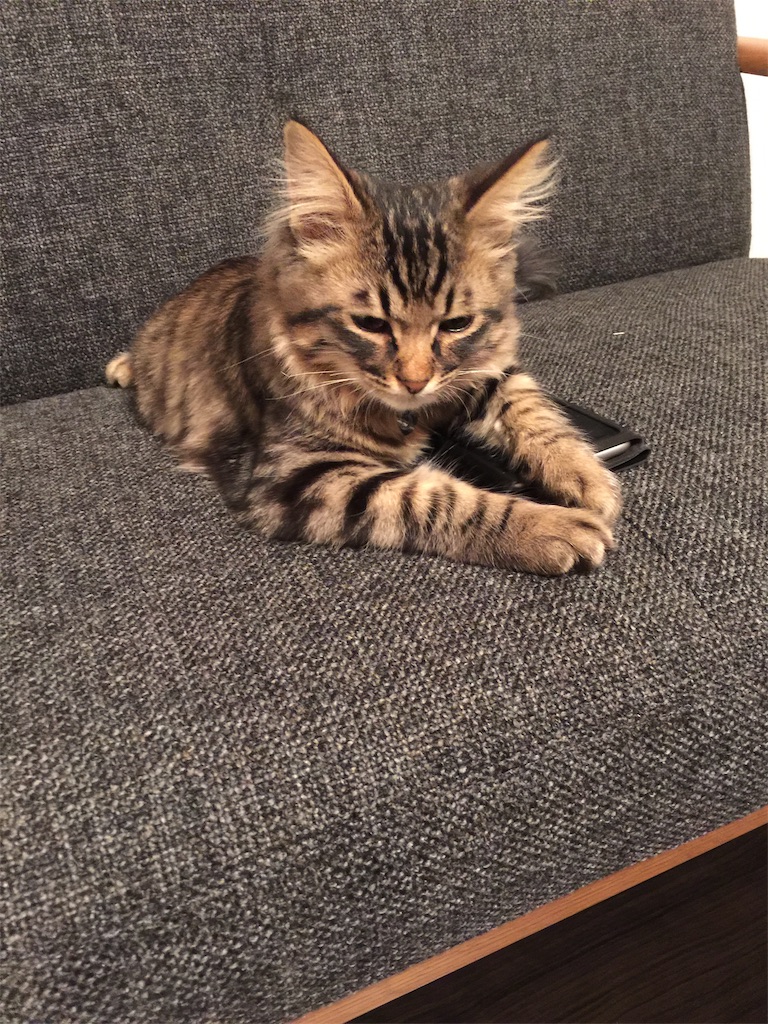 f:id:green3lk:20191120080931j:image