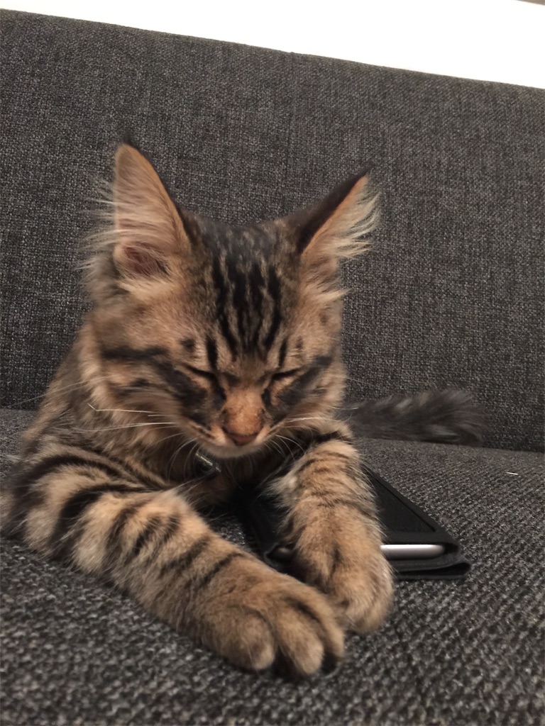 f:id:green3lk:20191120081055j:image