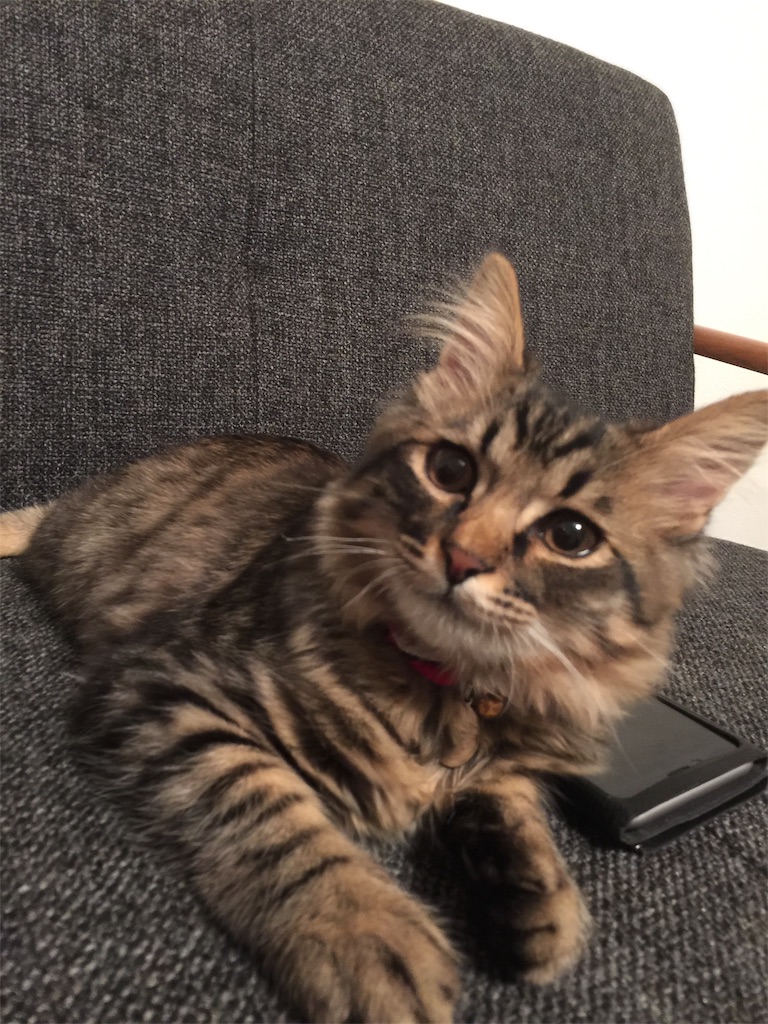 f:id:green3lk:20191120081910j:image