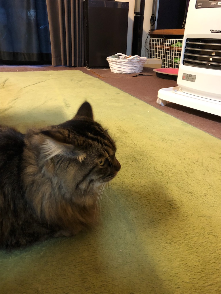 f:id:green3lk:20191128075222j:image