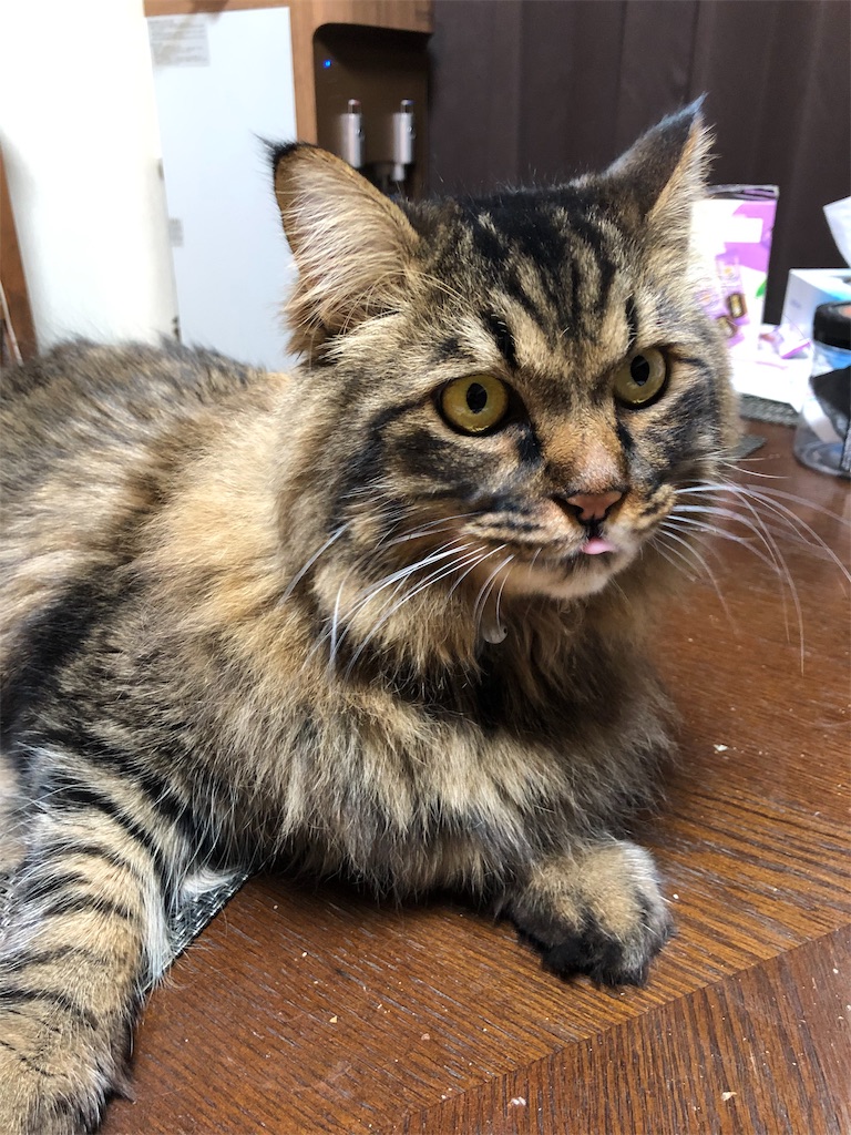 f:id:green3lk:20191201080818j:image