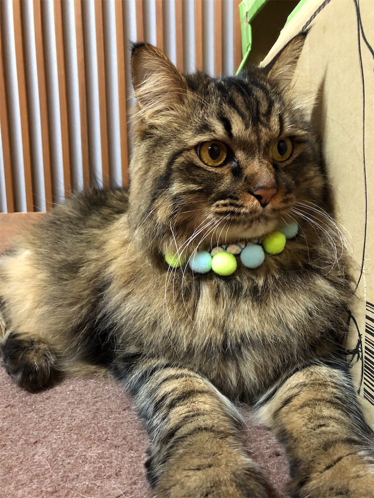 f:id:green3lk:20191204070214j:image