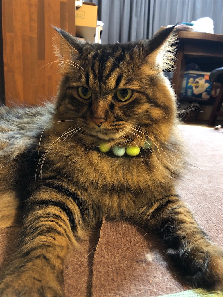 f:id:green3lk:20191204070230j:image