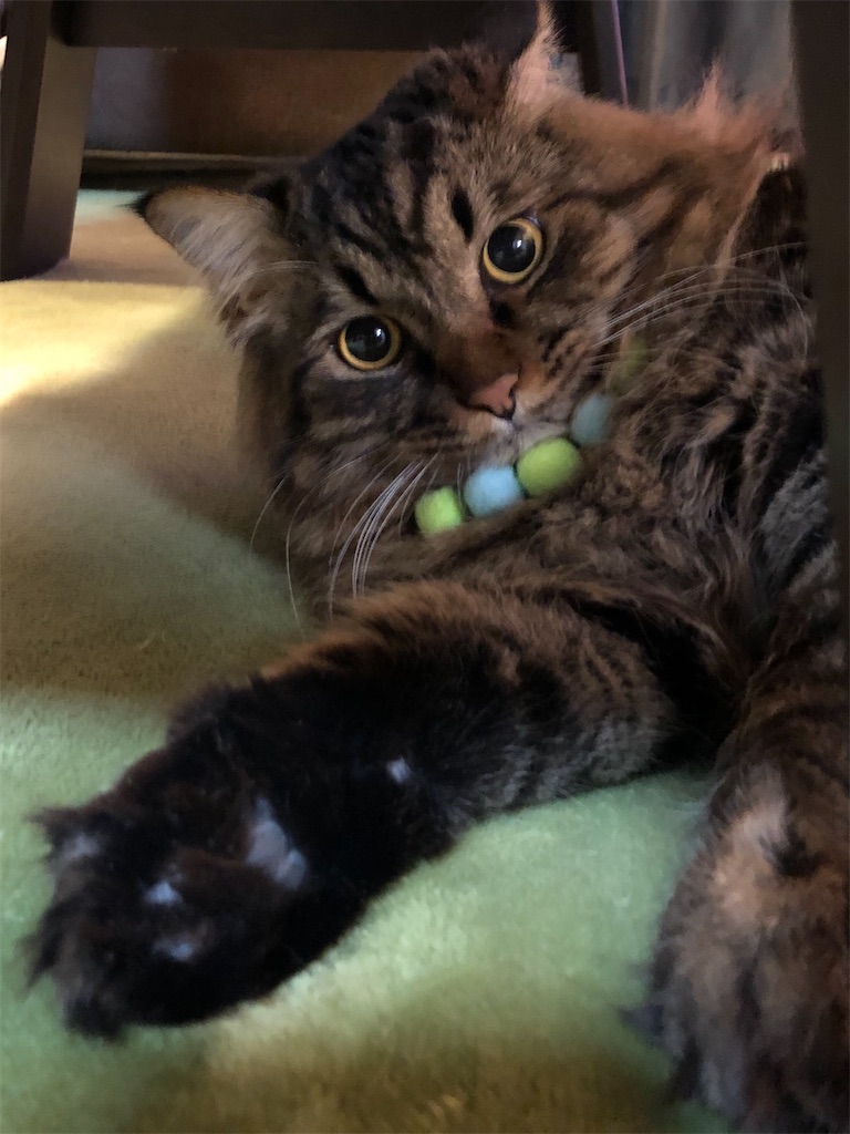 f:id:green3lk:20191210074455j:image f:id:green3lk:20191210074455j:image