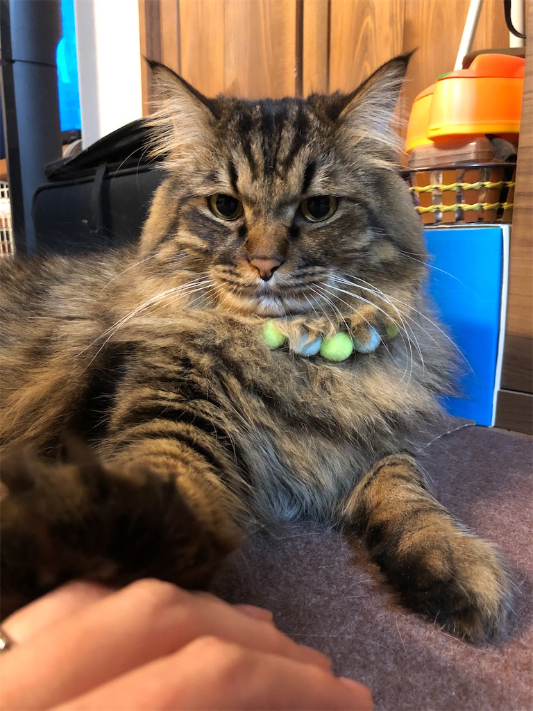 f:id:green3lk:20191223081356j:image