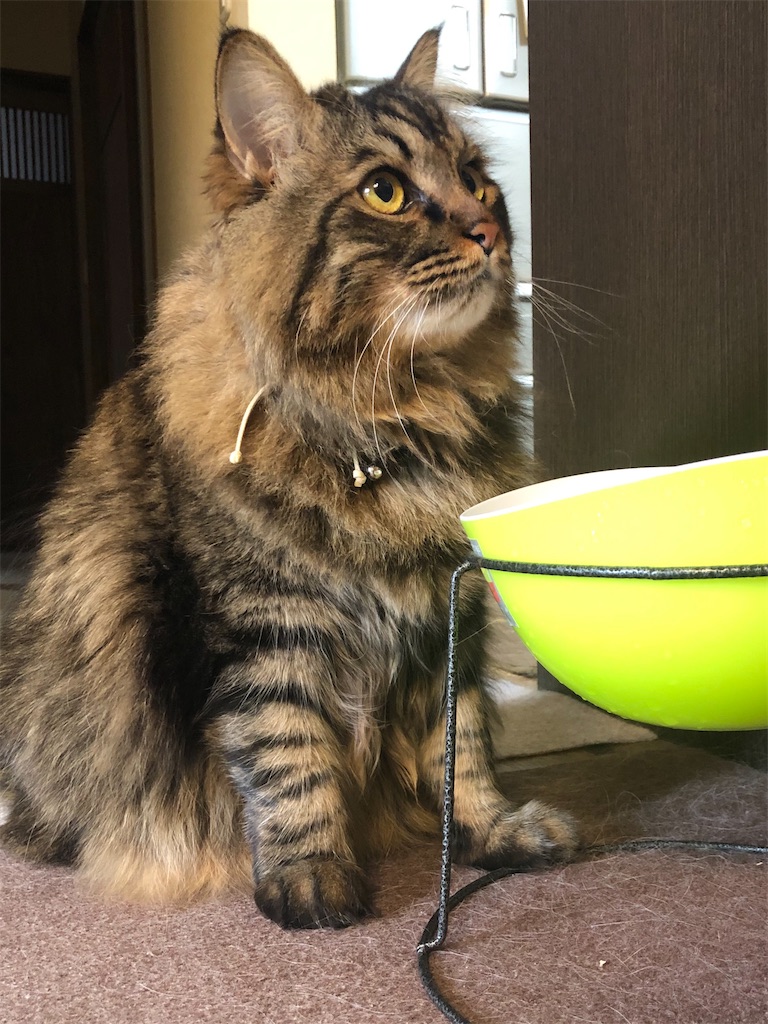 f:id:green3lk:20191226081133j:image