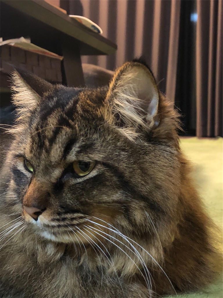f:id:green3lk:20191230074048j:image f:id:green3lk:20191230074048j:image