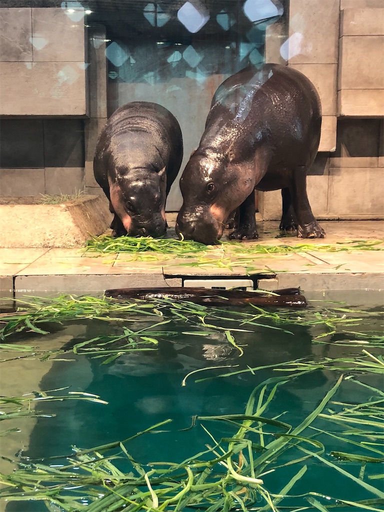 f:id:green3lk:20200204184720j:image