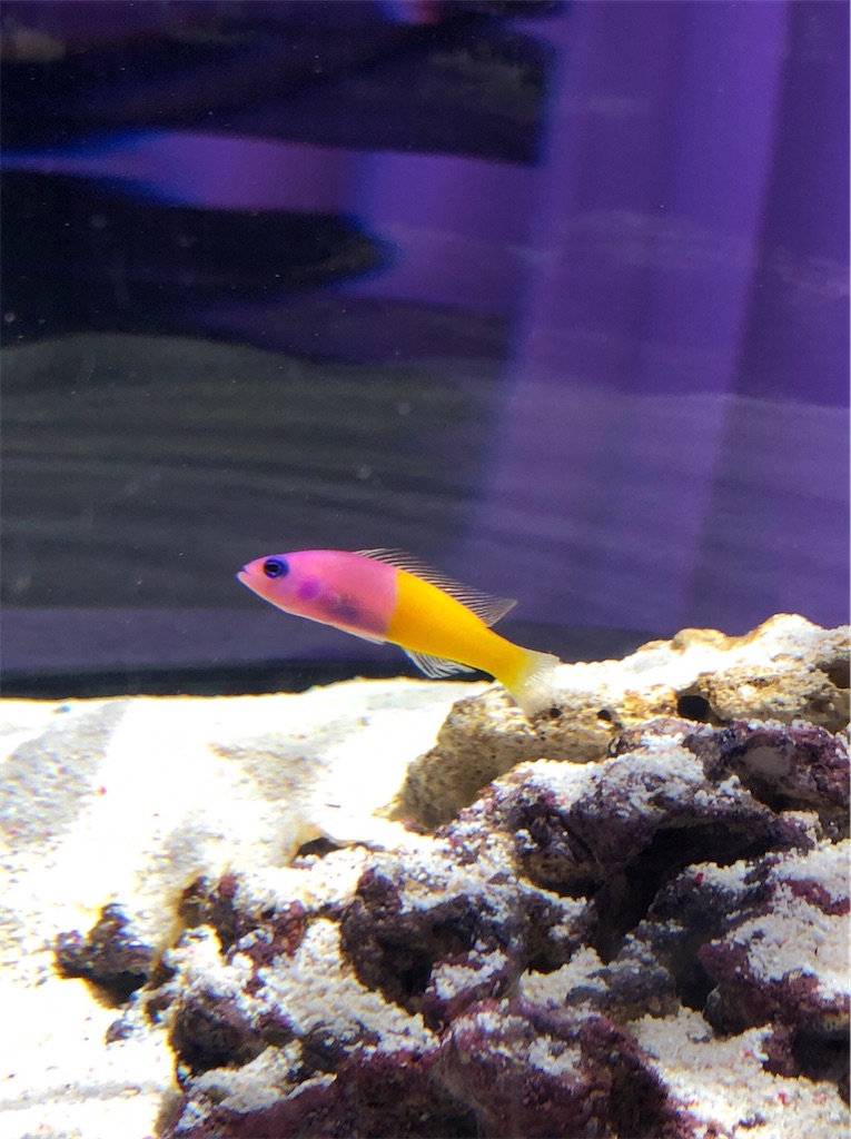 f:id:green3lk:20200204185029j:image