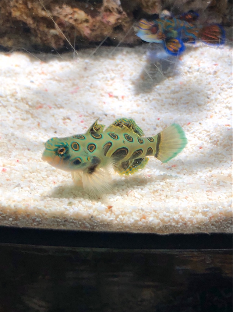 f:id:green3lk:20200204185117j:image