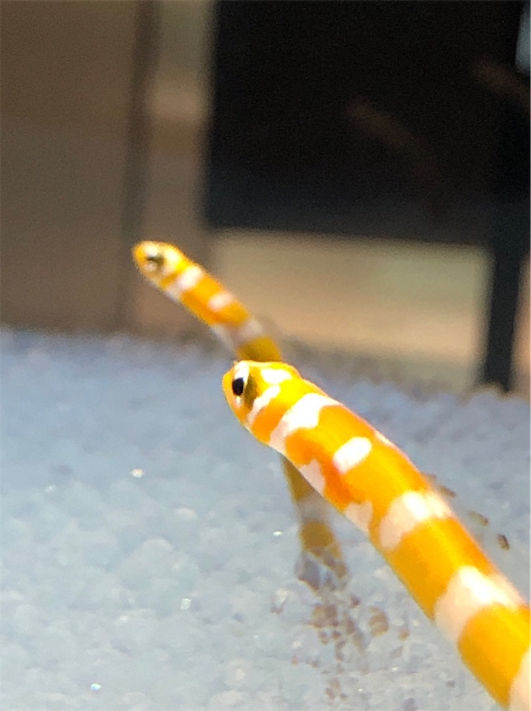 f:id:green3lk:20200204185149j:image