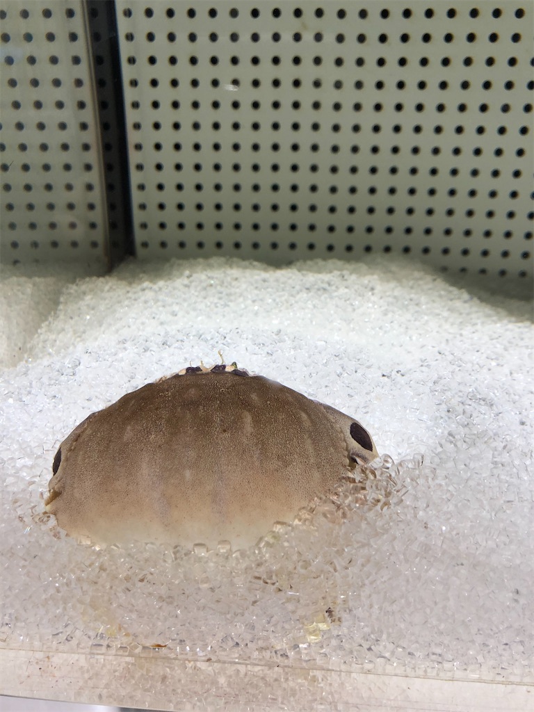 f:id:green3lk:20200204185358j:image