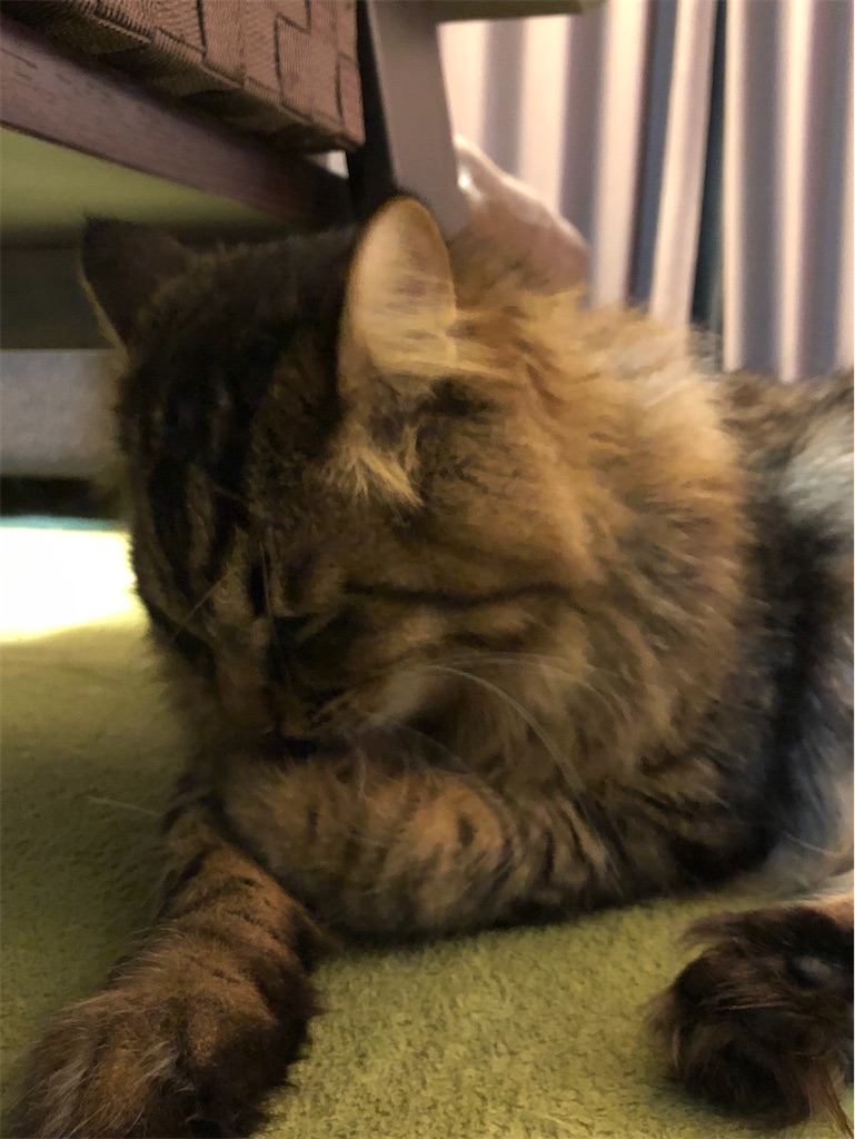 f:id:green3lk:20200207074633j:image