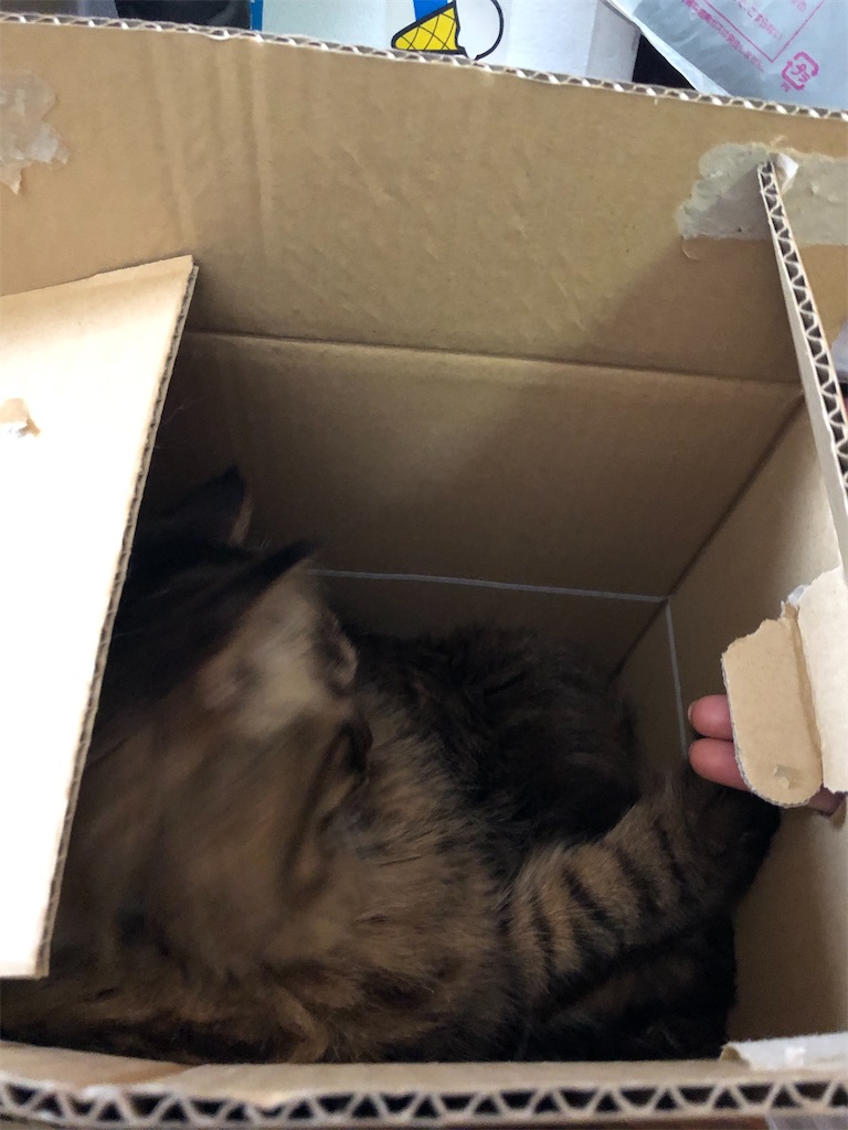 f:id:green3lk:20200309075046j:image