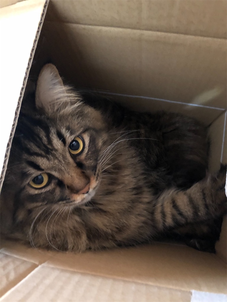 f:id:green3lk:20200309075420j:image