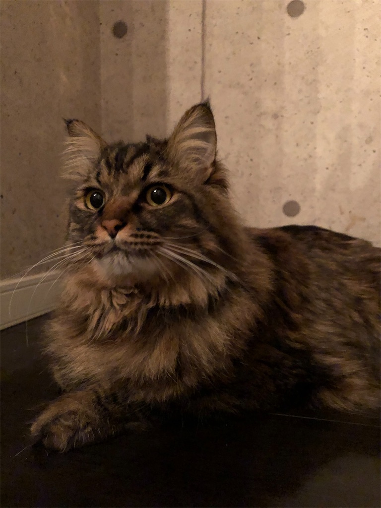 f:id:green3lk:20200311082350j:image