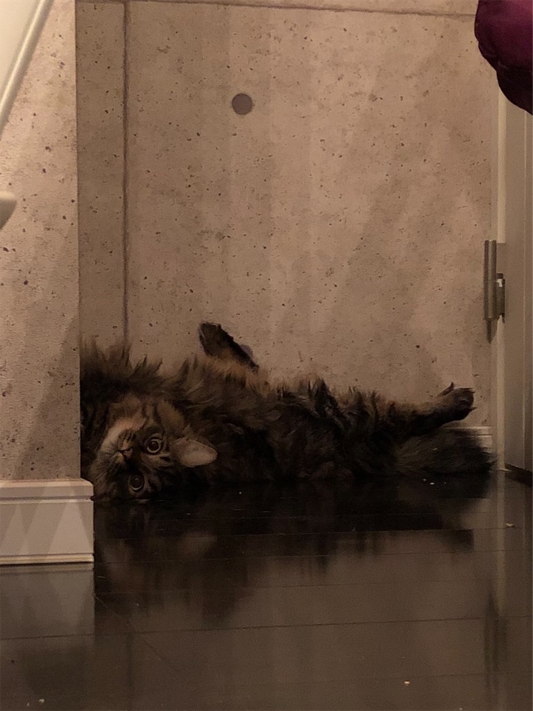 f:id:green3lk:20200311082552j:image